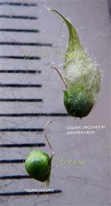  Young legume and Legume enclosed by inflated calyx